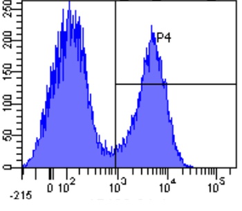 Complement Receptor 1 & 2 Antibody [7G6], Rabbit IgG