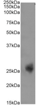 CD3E Antibody