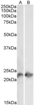 CD3E Antibody