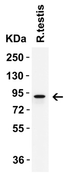 IFI16 (CT) Antibody