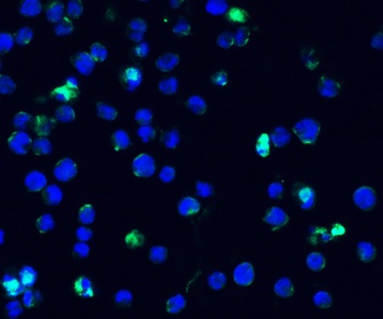 IFI16 (CT) Antibody