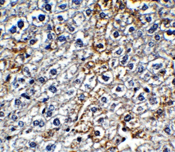 IFI16 (CT) Antibody