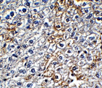 IFI16 Antibody