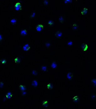 POLRMT (CT) Antibody