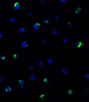 POLRMT Antibody