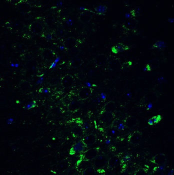 POLRMT (CT) Antibody