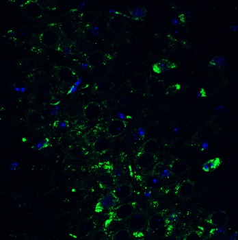 POLRMT Antibody