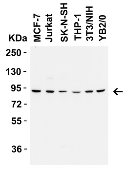 FZD6 (IN) Antibody