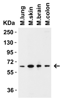 ZC3H12A (CT) Antibody