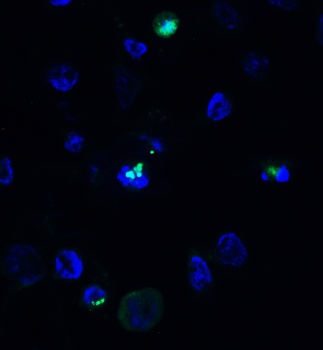 ZC3H12A (CT) Antibody