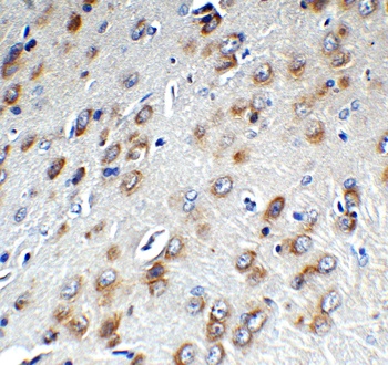 ZC3H12A Antibody