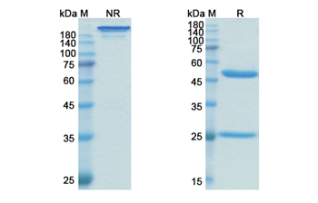 Oregovomab (MUC16/CA125) - Research Grade Biosimilar