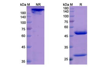 Orilanolimab (FCGRT) - Research Grade Biosimilar