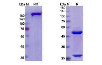 Otelixizumab (CD3E) - Research Grade Biosimilar