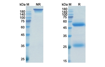 Otilimab (CSF2/GM-CSF) - Research Grade Biosimilar