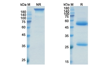 Oxelumab (TNFSF4/CD252) - Research Grade Biosimilar