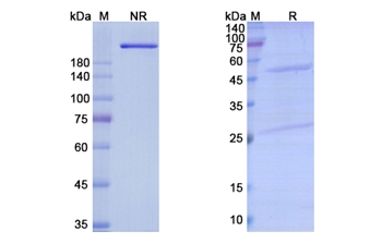 Pacmilimab (CD274/PD-L1/B7-H1) - Research Grade Biosimilar