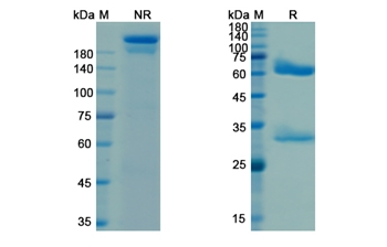 Pagibaximab (Staphylococcus epidermidis lipoteichoic acid) - Research Grade Biosimilar