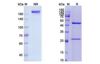 Panitumumab (EGFR) - Research Grade Biosimilar