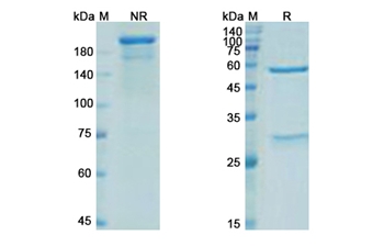 Parsatuzumab (EGFL7) - Research Grade Biosimilar