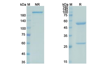 Pascolizumab (IL4) - Research Grade Biosimilar