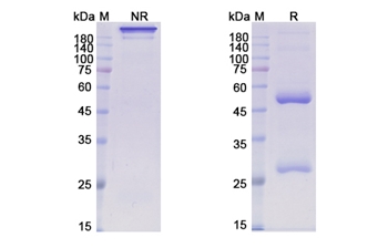 Patritumab (ERBB3) - Research Grade Biosimilar Antibody