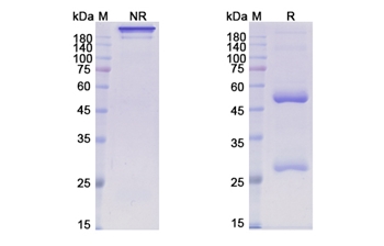 Patritumab (ERBB3) - Research Grade Biosimilar