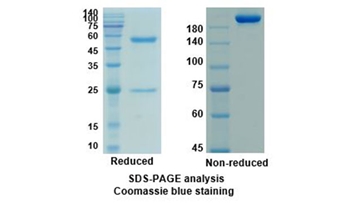 Pembrolizumab (PDCD1/PD1/CD279) - Research Grade Biosimilar Antibody