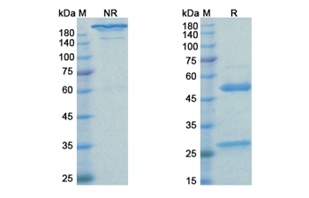 Pertuzumab (ERBB2/EGFR2/CD340) - Research Grade Biosimilar