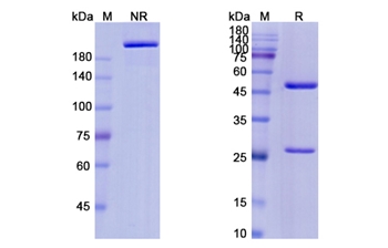 Polatuzumab Vedotin (CD79B) - Research Grade Biosimilar