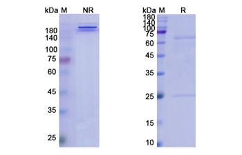 Ponezumab (APP Abeta40) - Research Grade Biosimilar