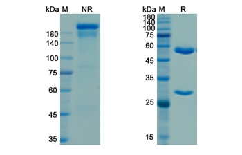 Porgaviximab (Zaire Ebola virus) - Research Grade Biosimilar