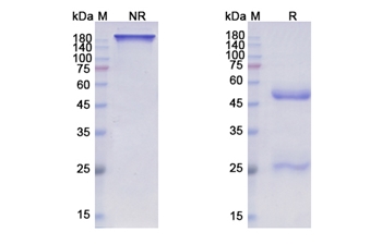 Pozelimab (C5) - Research Grade Biosimilar