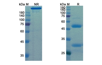 Praluzatamab (ALCAM/CD166) - Research Grade Biosimilar