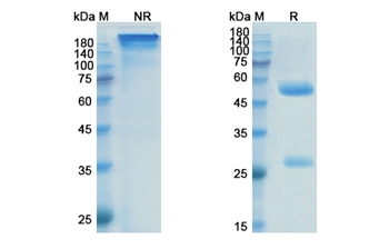 Prasinezumab (SNCA) - Research Grade Biosimilar