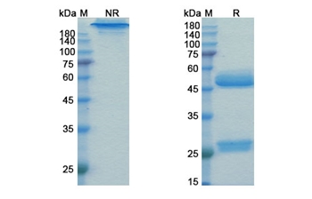 Prezalumab (ICOSLG/B7-H2/B7RP-1/CD275) - Research Grade Biosimilar