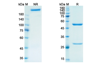 Priliximab (CD4) - Research Grade Biosimilar