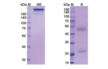 Pritumumab (VIM ) - Research Grade Biosimilar
