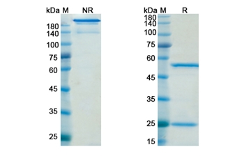 Quetmolimab (CX3CL1) - Research Grade Biosimilar