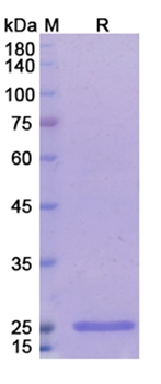 Radretumab (FN EDB) - Research Grade Biosimilar