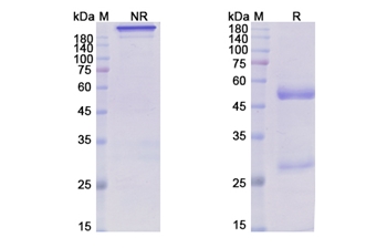 Rafivirumab (RV) - Research Grade Biosimilar