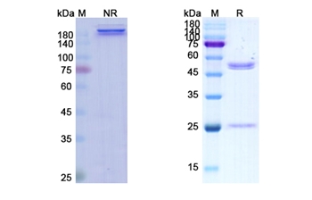 Ramucirumab (KDR/CD309) - Research Grade Biosimilar Antibody