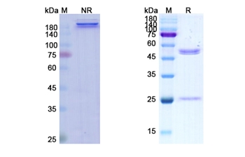 Ramucirumab (KDR/CD309) - Research Grade Biosimilar