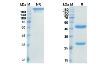 Ranevetmab (NGF/NGFB) - Research Grade Biosimilar