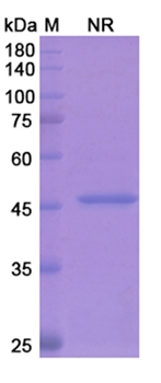 Ranibizumab (VEGFA) - Research Grade Biosimilar