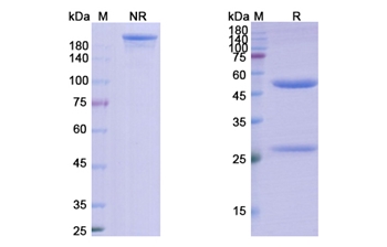 Ravagalimab (CD40/TNFRSF) - Research Grade Biosimilar