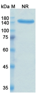 Ravulizumab (C5) - Research Grade Biosimilar Antibody