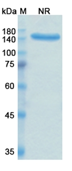 Ravulizumab (C5) - Research Grade Biosimilar