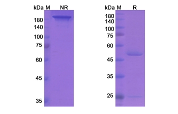 Regavirumab (HCMV) - Research Grade Biosimilar