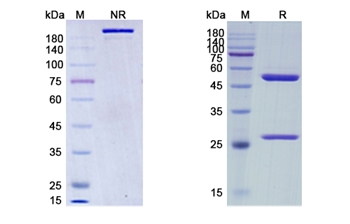 Relatlimab (LAG3/CD223) - Research Grade Biosimilar